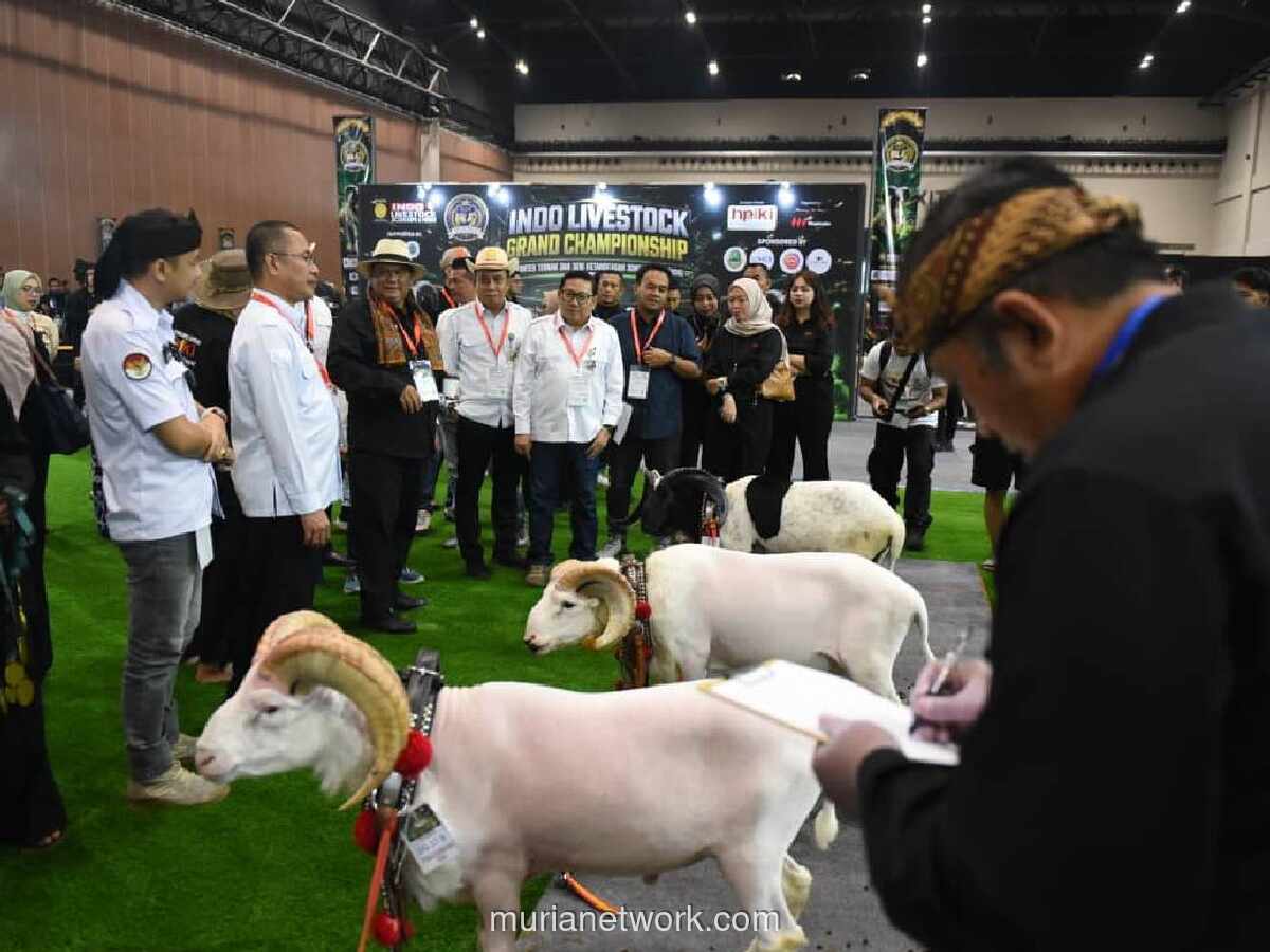 Domba Garut Jadi Bintang Indo Livestock 2026, Kontes Indoor Pertama di Pameran Internasional