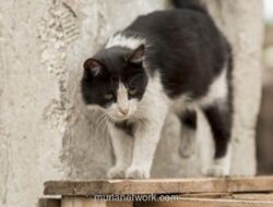 Ibu Rumah Tangga di Jembrana Tewas Setelah Digigit Kucing Liar Rabies, Vaksinasi Darurat Digelar