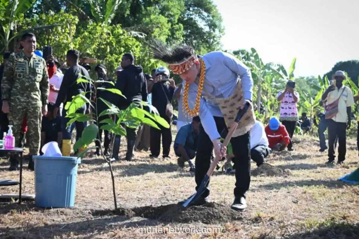 Gibran Tanam Bibit Kakao Unggulan di Papua Barat untuk Dorong Industri Kakao Nasional