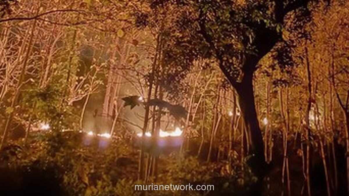 Hutan Rakyat di Ponorogo Terbakar, Diduga Akibat Puntung Rokok