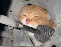 Kucing Oyen Terjebak di Kap Mesin Mobil, Dievakuasi Petugas Damkar Bantul