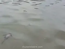 Sungai Cisadane Hitam, Gubernur Banten Temukan Perusahaan Penyebab