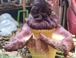 Pohon Suweg Mirip Bunga Bangkai Mekar di Bekasi, Warga: Biarkan Saja Hidup