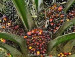 B50 Dorong Permintaan CPO Domestik, Emiten Sawit Berpeluang Diuntungkan
