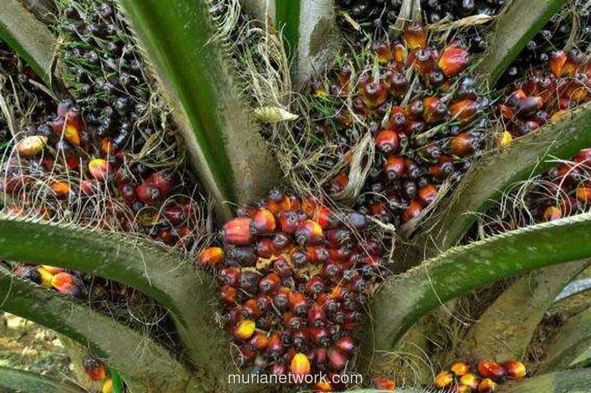B50 Dorong Permintaan CPO Domestik, Emiten Sawit Berpeluang Diuntungkan