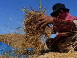 Bapanas: Kenaikan Harga Gabah Kering Panen Untungkan Petani