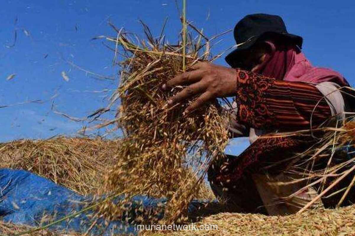 Bapanas: Kenaikan Harga Gabah Kering Panen Untungkan Petani