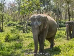15 Gajah Mati di Taman Nasional Amboseli Diduga Keracunan Pestisida dari Tomat