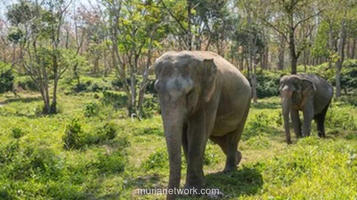 15 Gajah Mati di Taman Nasional Amboseli Diduga Keracunan Pestisida dari Tomat