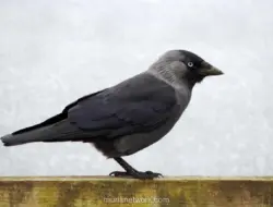 Arti Mimpi Burung Gagak: Pertanda Masalah hingga Kematian