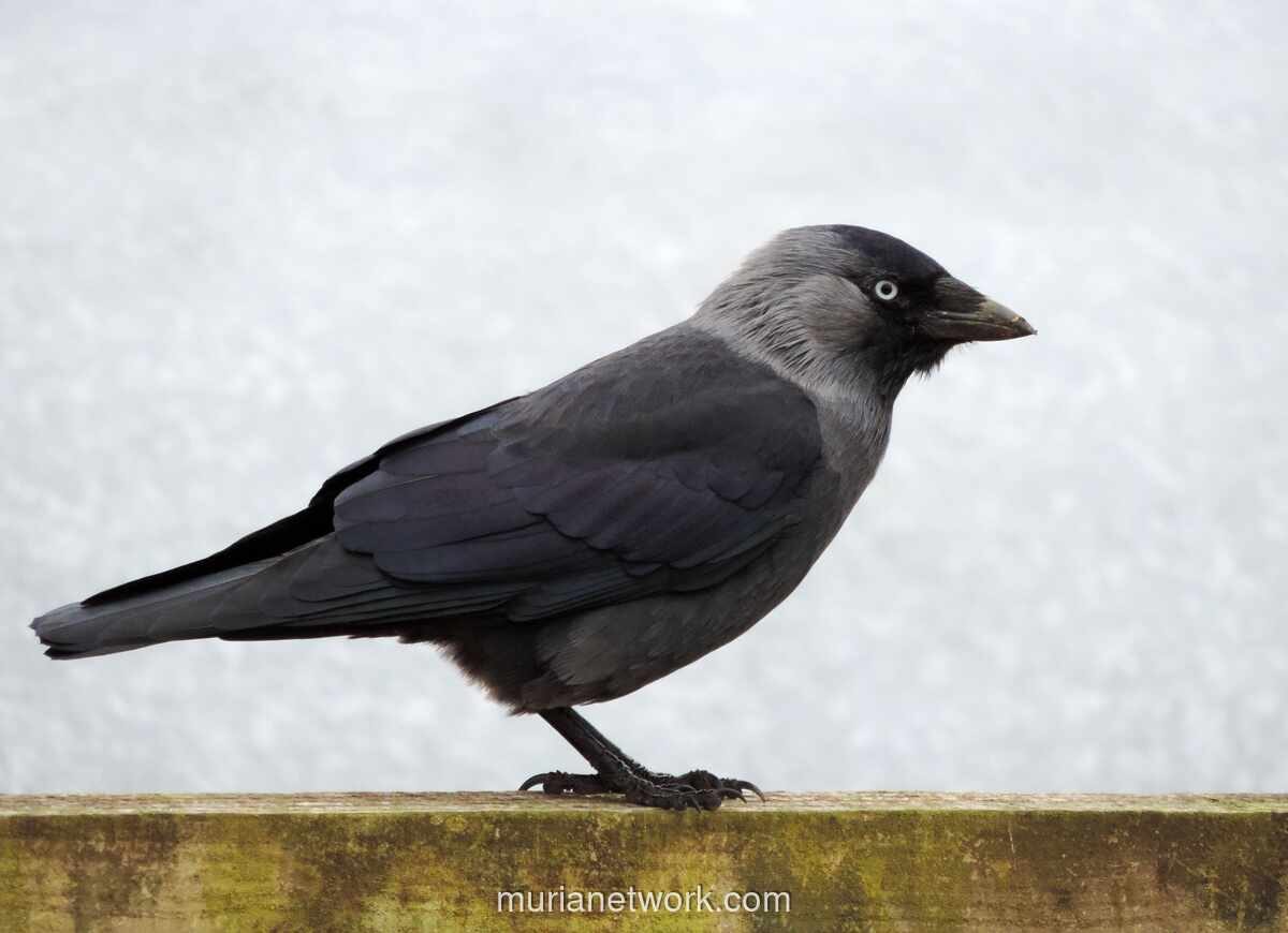 Arti Mimpi Burung Gagak: Pertanda Masalah hingga Kematian