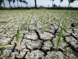 BMKG: 60,5 Persen Wilayah Indonesia Masuk Musim Kemarau, El Niño Ikut Berperan