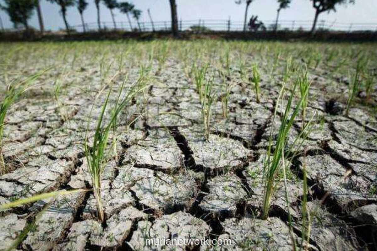 BMKG: 60,5 Persen Wilayah Indonesia Masuk Musim Kemarau, El Niño Ikut Berperan