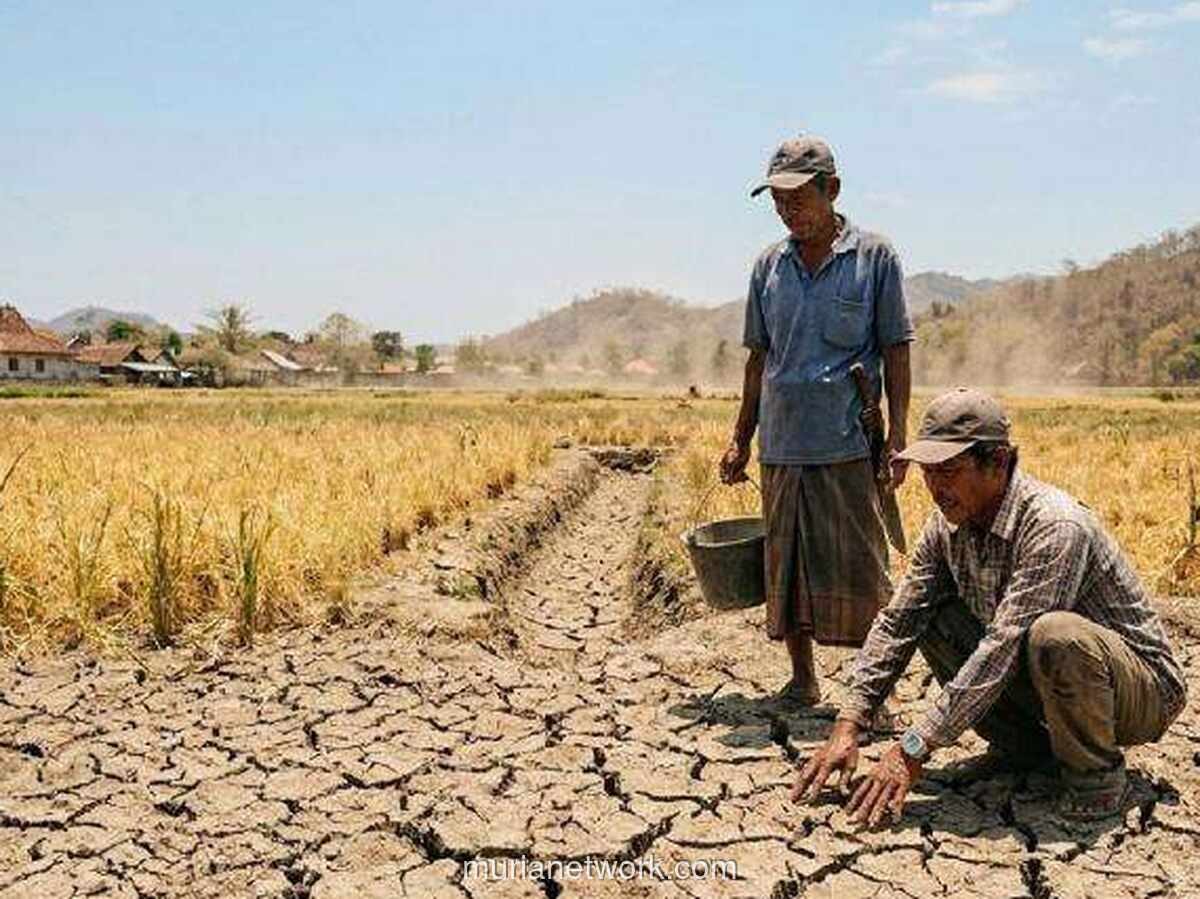BMKG: Wilayah Ini Paling Terdampak El Nino, Waspada hingga Oktober 2026