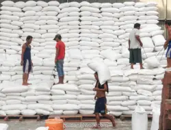 BPS Proyeksikan Produksi Beras 2026 Naik Tipis, Harga Premium Melonjak 11,66%