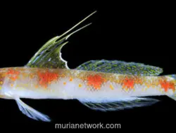 BRIN Temukan Spesies Baru Ikan Gobi Udang di Perairan Banyuwangi