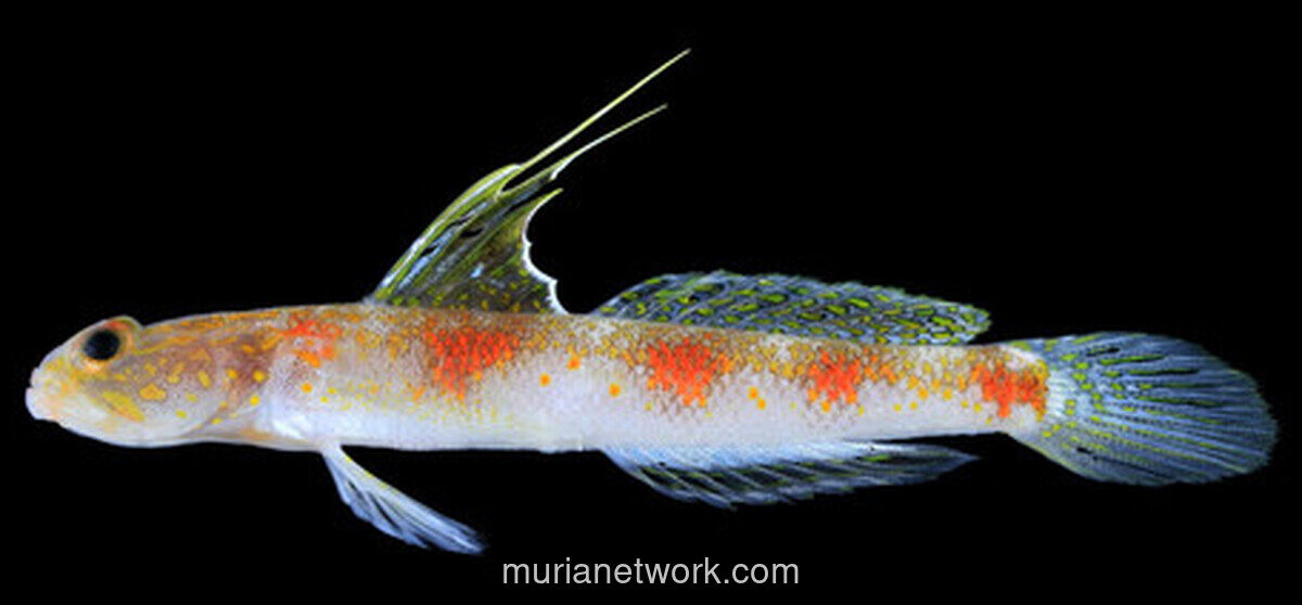 BRIN Temukan Spesies Baru Ikan Gobi Udang di Perairan Banyuwangi