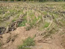Kemarau Panjang, Petani di Kasemen Serang Beralih Tanam Mentimun