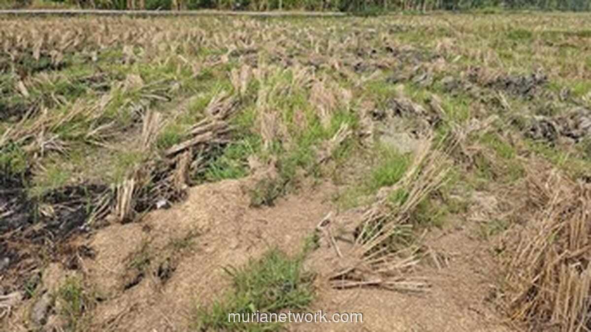 Kemarau Panjang, Petani di Kasemen Serang Beralih Tanam Mentimun
