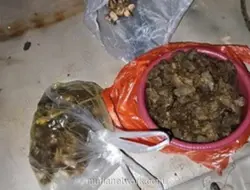 Polisi Tangkap Empat Pembunuh Tapir di Mesuji, Dagingnya Dimasak Rica-Rica