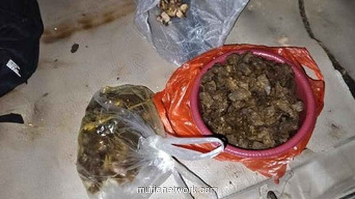 Polisi Tangkap Empat Pembunuh Tapir di Mesuji, Dagingnya Dimasak Rica-Rica