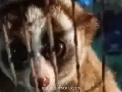 Kukang Jawa Dievakuasi Damkar Bogor dari Pohon Rambutan Warga
