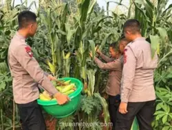 Brimob Polda Metro Jaya Panen Jagung dari Lahan Kosong, Bagikan ke Warga