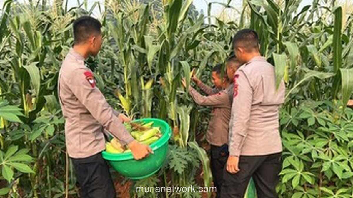 Brimob Polda Metro Jaya Panen Jagung dari Lahan Kosong, Bagikan ke Warga