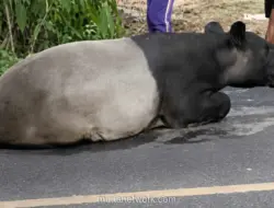 Tapir Viral Ditemukan Disembelih, Empat Warga Mesuji Ditangkap