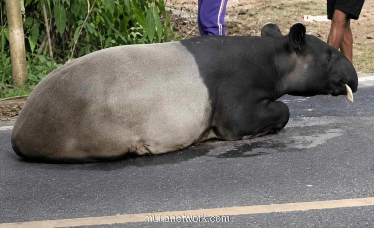Tapir Viral Ditemukan Disembelih, Empat Warga Mesuji Ditangkap