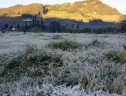 Embun Upas Kembali Selimuti Dieng, Suhu Capai Minus 6 Derajat Celsius