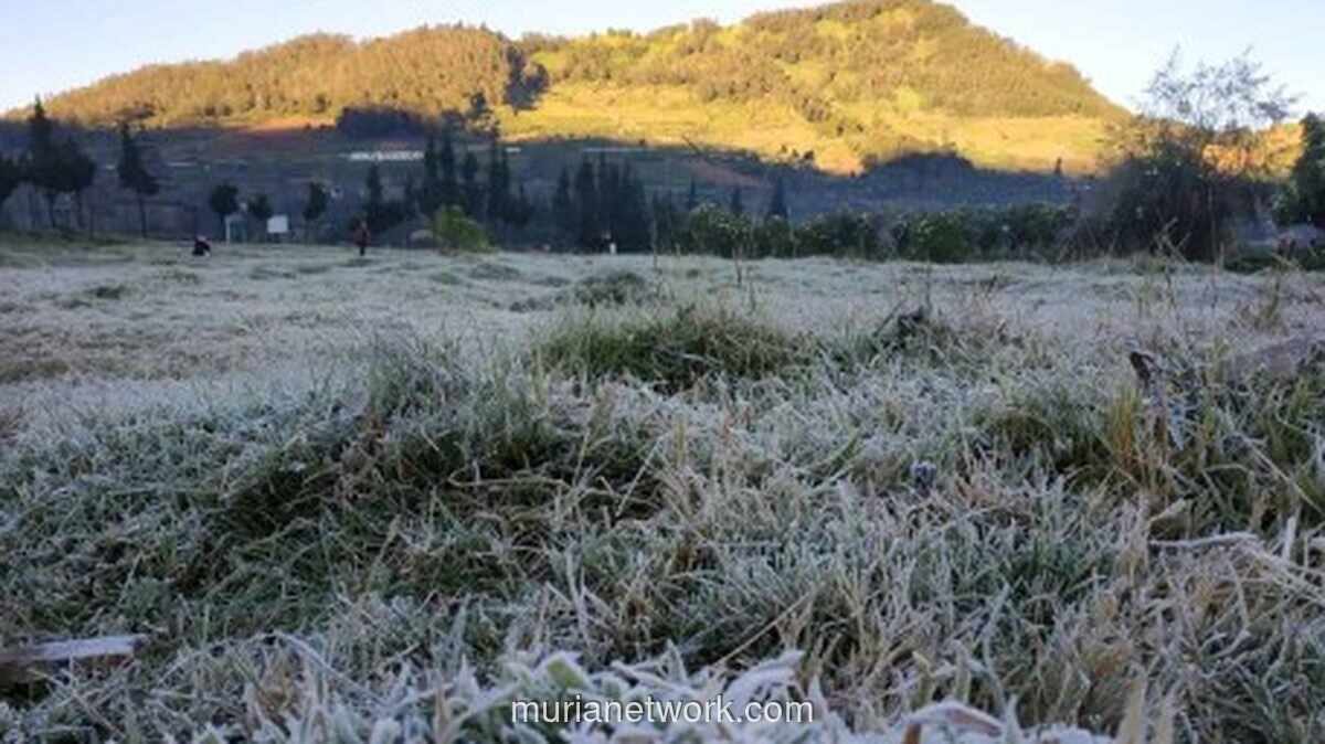 Embun Upas Kembali Selimuti Dieng, Suhu Capai Minus 6 Derajat Celsius