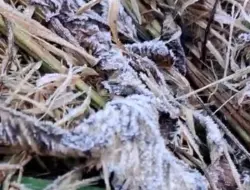 Embun Es Selimuti Kawah Ijen, Suhu Tembus 2 Derajat Celsius