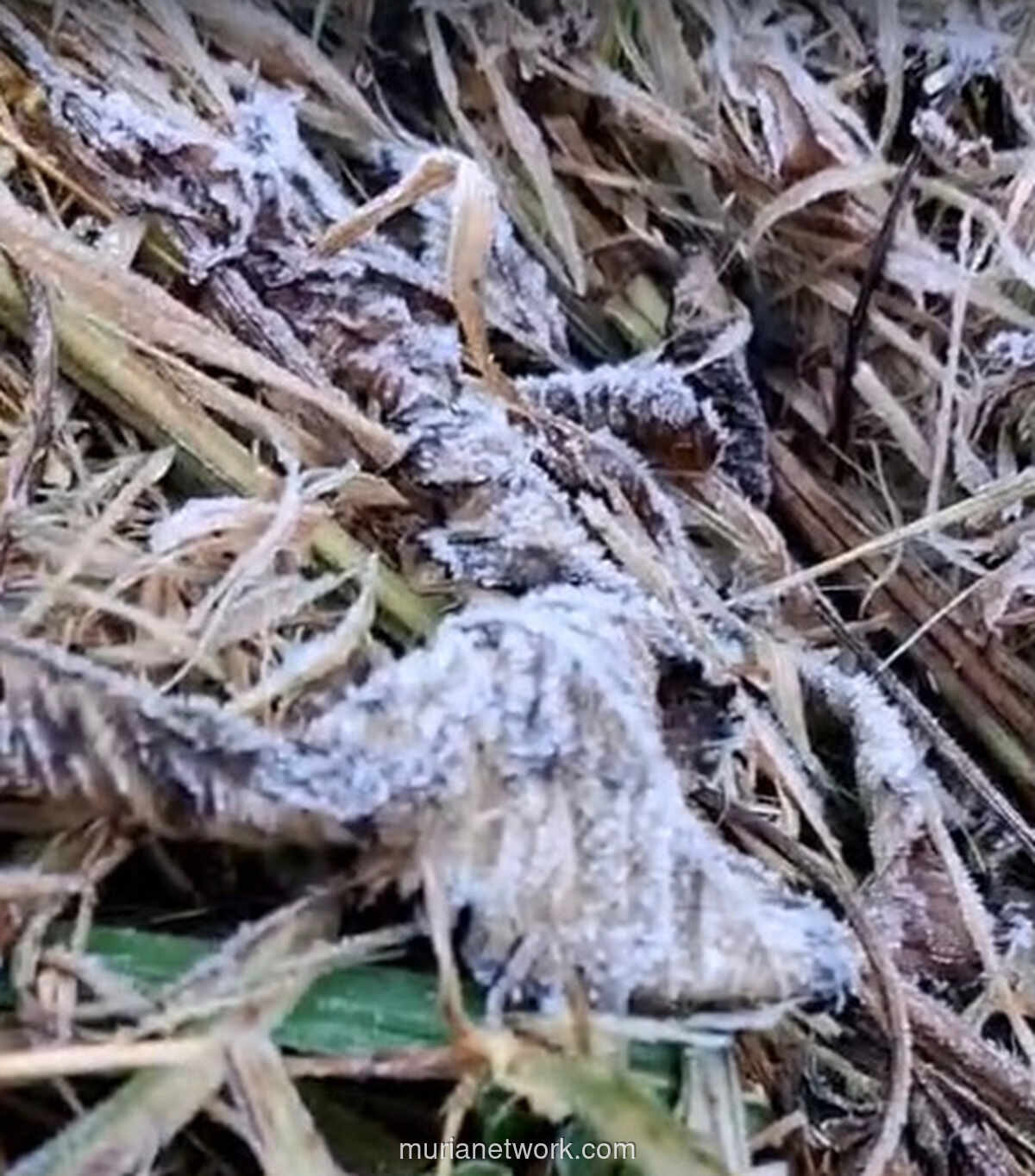 Embun Es Selimuti Kawah Ijen, Suhu Tembus 2 Derajat Celsius