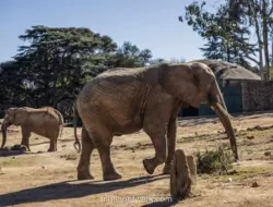 Tiga Gajah Terakhir di Kebun Binatang Johannesburg Jadi Sorotan