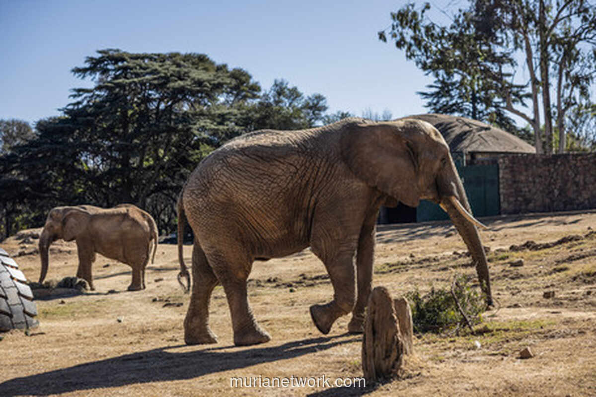 Tiga Gajah Terakhir di Kebun Binatang Johannesburg Jadi Sorotan