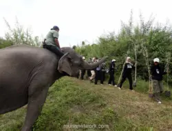 250.000 Pohon Ditanam di DAS Peusangan untuk Pulihkan Kawasan Terdampak Bencana