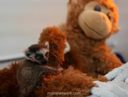 Bayi Lemur Ekor Cincin di Kolombia Selamat Berkat Perawatan Intensif setelah Ditinggal Induk