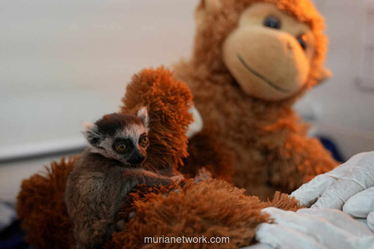 Bayi Lemur Ekor Cincin di Kolombia Selamat Berkat Perawatan Intensif setelah Ditinggal Induk
