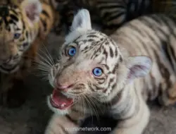 Kebun Binatang Nasional Kuba Sambut Kelahiran Anak Harimau Bengal Putih