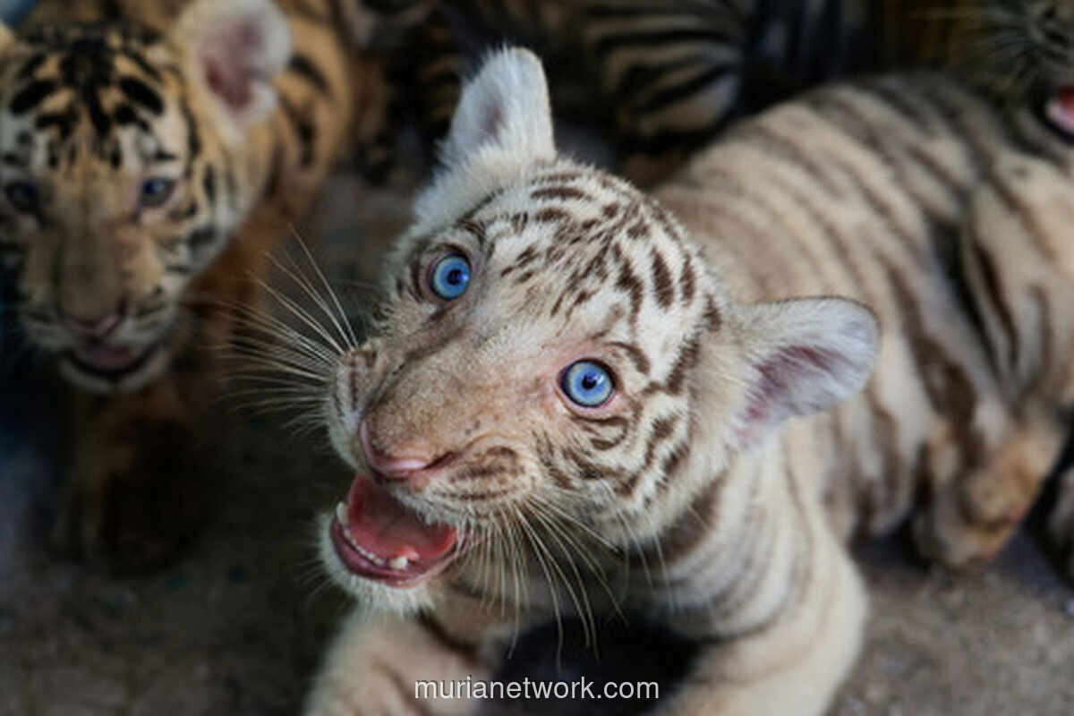 Kebun Binatang Nasional Kuba Sambut Kelahiran Anak Harimau Bengal Putih
