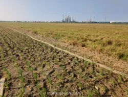 Kekeringan Ancam Gagal Panen di Indramayu, Petani Terpaksa Pompa Air