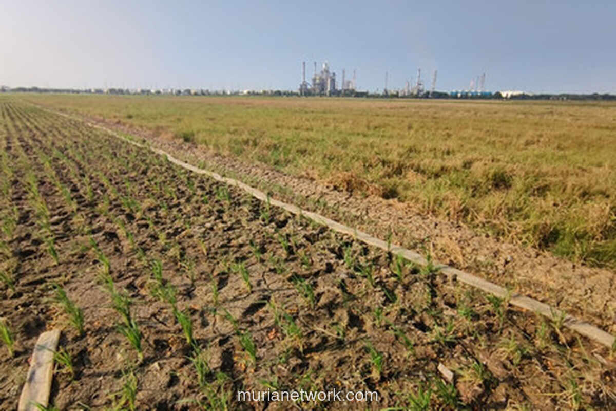 Kekeringan Ancam Gagal Panen di Indramayu, Petani Terpaksa Pompa Air