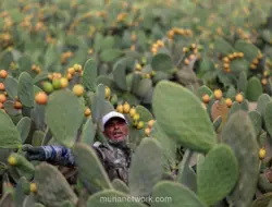 Petani Mesir Beralih ke Pir Berduri, Tanaman Kaktus yang Tahan Cuaca Ekstrem
