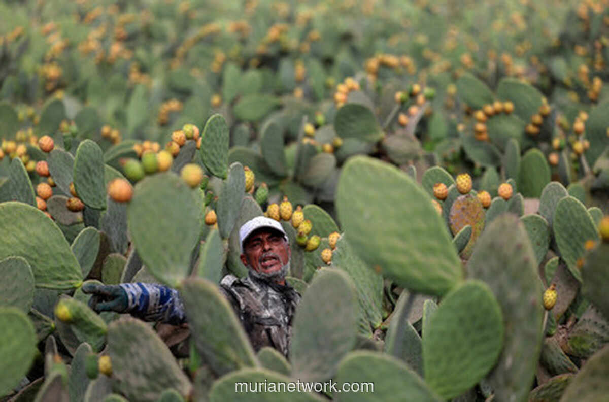 Petani Mesir Beralih ke Pir Berduri, Tanaman Kaktus yang Tahan Cuaca Ekstrem