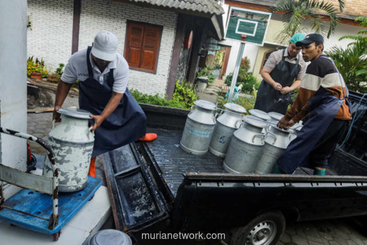 Pabrik Keju Artisan di Sleman Serap 1.000 Liter Susu Peternak Lokal per Hari