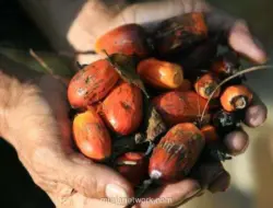 Harga CPO Lesu, Pasar Menanti Data MPOB