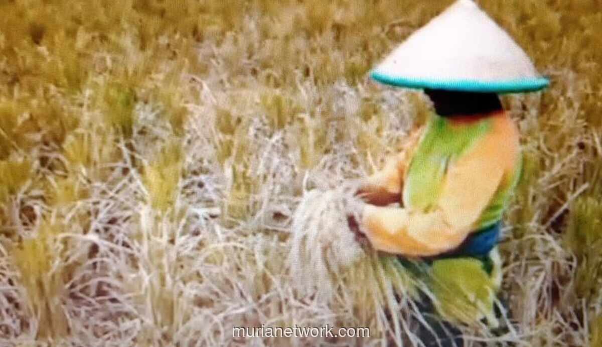 Harga Gabah Tembus Rp7.000 per Kg, Bapanas Sebut Petani Makin Bahagia
