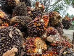 Harga Komoditas Bervariasi: CPO Melemah, Batu Bara dan Nikel Menguat