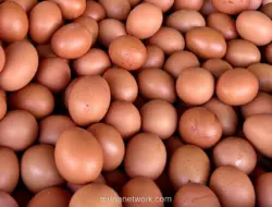 Harga Pangan di Pasar Jakarta Selatan Beragam, Telur dan Ayam Fluktuatif